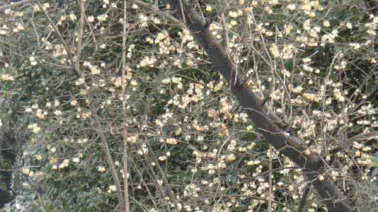 一朵雪花 种一朵雪花与心田