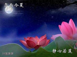 淡泊静心 阿喀许多元静心 韶华素淡,许自己静心若莲