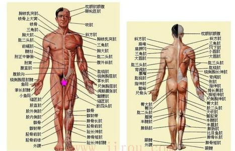 人体九大系统口诀 人体“九大”系统之八——运动系统（肌肉）