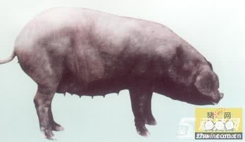 把母猪当女友来养 中国瘦肉猪新品系DⅦ号系母猪