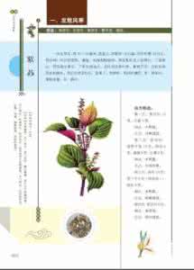 三颗针的功效与作用 麦冬功效与作用是什么 三颗针的功效与作用是什么呢