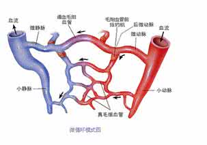 微循环障碍是百病之源 微循环是百病之源~告诉你几个改善微循环的小方法