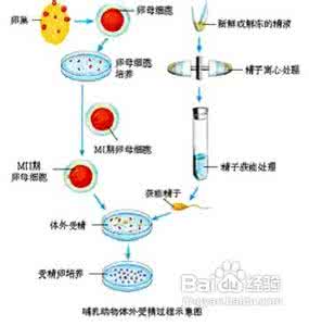 试管婴儿原理 试管婴儿原理 什么是试管婴儿?试管婴儿的原理