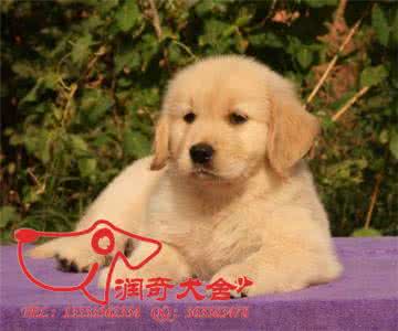 金毛犬怎么养 金毛犬怎么看好坏