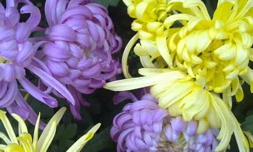 菊花的作文300字 我家的菊花300字 我家的菊花