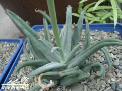 octopus章鱼音乐节 景天科章鱼(Cotyledon octopus)养殖经验