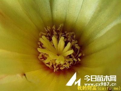 仙人球授粉 仙人球的授粉方法