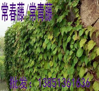 长春花的养殖方法 长春花的养殖方法 长春藤怎么养 长春藤的养殖方法