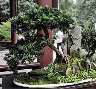 郑州梵高艺术展 中日韩盆景生活艺术展 郑州秋园30周年盆景艺术展