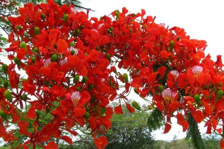 夏子的这个热情夏天 这个火红的夏天