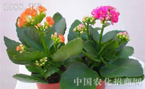 长寿花什么时候开花 长寿花提前能开花吗 碧桃提前开花 三大措施可实现