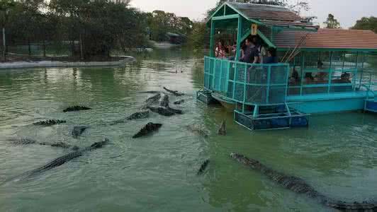 北揽鳄鱼湖 北榄鳄鱼湖动物园