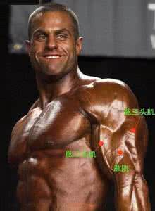 完整的肱二头肌属于 肱二头肌属于什么组织呢