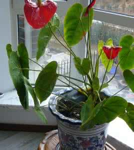 如何养花室内盆花 养花技巧：盆花浇水的进阶技能，你知道多少？