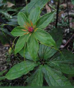 中药七叶一枝花 七叶一枝花图片 中药图谱