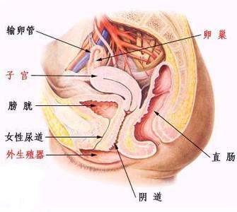 贵阳女人沙龙探秘 探秘女人私处,除了处女膜还有什么？