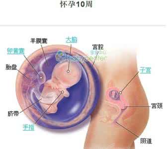 胎儿发育40周全过程 胎儿发育过程全40周每周发育3D图
