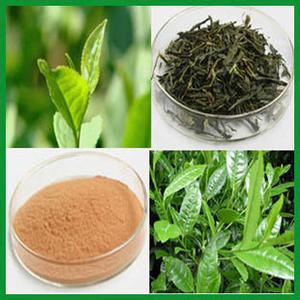 红茶含有茶多酚吗 茶多酚 哪些茶含有茶多酚