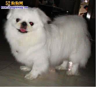 京巴狗吃什么东西好 京巴狗喜欢吃什么