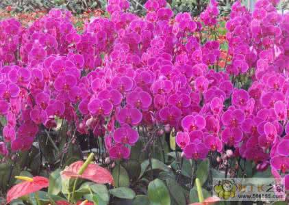 蝴蝶兰花期多久 蝴蝶兰花期 【蝴蝶兰花期】蝴蝶兰花期是多久?