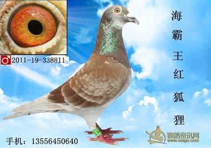 赛鸽名家鉴鸽挑选种鸽 鉴鸽技巧挑选超级雄鸽 DVD的挑选方法和技巧