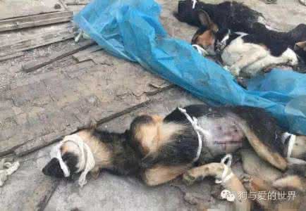 狗狗的惨叫声在线试听 医学院不断传来狗狗惨叫声,现场触目惊心!