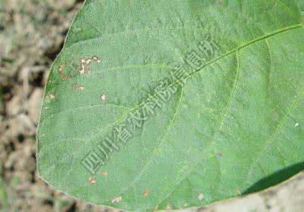 桑叶怎么祛斑 叶斑病原微生物