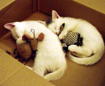 布偶图纸 动物布偶 附图纸及教程 作者:楽珊