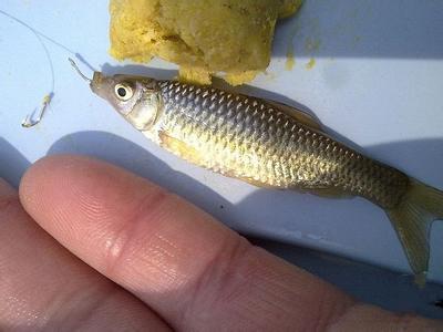 钓鲤鱼玉米粒的秘方 疯钓鲤鱼秘方