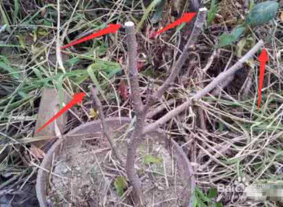 12种果树嫁接法演示图 【花卉知识】 12种果树嫁接法演示图