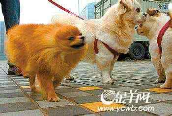 母猫怀孕特征 母猫发情的特征 母猫发情痛吗?