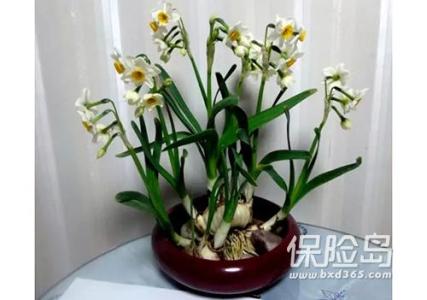 大吉大利晚上吃鸡 【实用】过年了,家里养这些植物大吉大利!你家有吗?