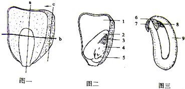 观察种子的结构视频 观察种子的结构 如图是“观察种子的结构”实验示意图，请据图回答下列问题：（1）图二示玉米种子的纵剖面，该剖面是刀片沿