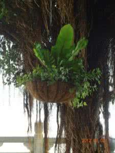 马尾树科 马尾树(Rhoiptelea chiliantha),马尾树科