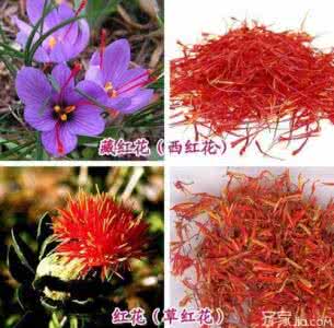 红花和藏红花功效区别 红花与藏红花有什么区别?红花的功效与作用是什么?