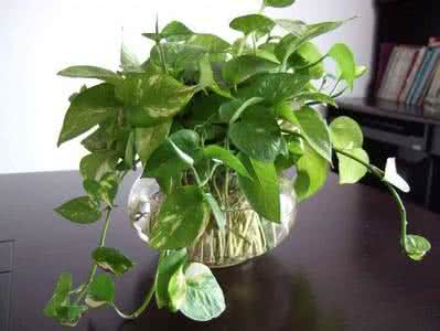绿萝水培好还是土培好 绿萝养殖：土培,水培养殖各不同