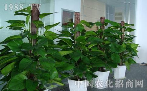 大叶绿萝养殖注意事项 大叶绿萝养殖注意事项 绿萝怎么养 绿萝的养殖方法和注意事项