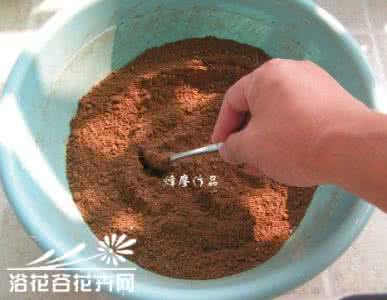 最简单营养土的制作 自制颗粒营养土过程(图文)