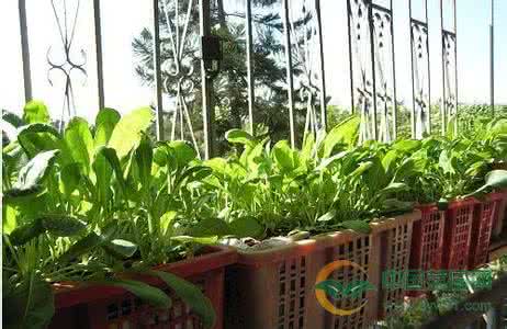 阳台种菜注意事项 阳台种菜:蔬菜安全种植注意事项
