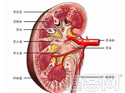 肾盂肾炎是怎么引起的 肾盂肾炎引起积水 肾盂肾炎是怎么引起的？