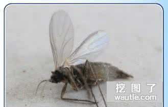 如何消灭花盆里的飞虫 花盆里有小飞虫怎么办 如何消灭花盆里的小飞虫