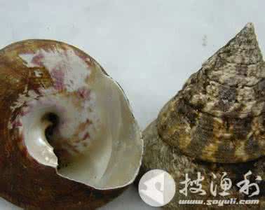 大马蹄螺 大马蹄螺(Trochus niloticus)