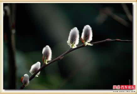 花卉摄影技巧 【摄影知识分享】花卉摄影技巧纵横谈