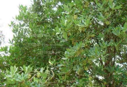 八角产地 八角产地 八角产地在什么地方