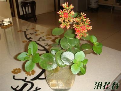 水培长寿花图片大全 长寿花水培(图)