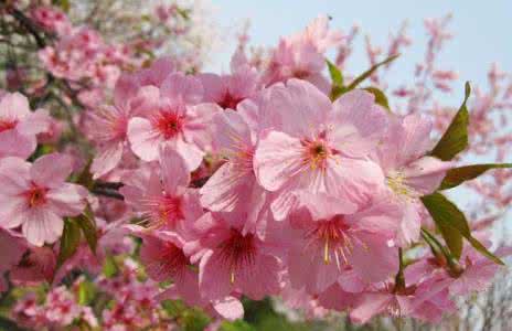 日本樱花有几种颜色 樱花的颜色有几种