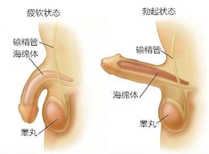 男人的阴茎勃起动态 男人阴茎勃起是什么原因造成的