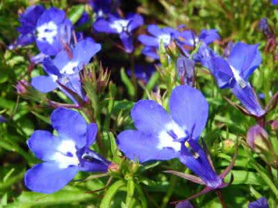 六倍利花语 花语大全：六倍利的花语