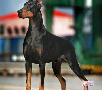 杜宾犬多少钱一只 杜宾犬价格 杜宾犬价格 杜宾犬多少钱