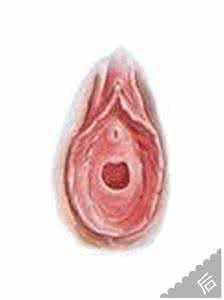 处钕膜修复多少钱 处女膜修复费用是多少？